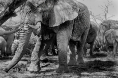 Wildlife photographer Paul McDougall