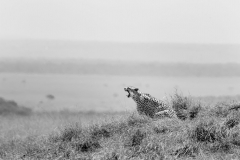 Wildlife photographer Paul McDougall