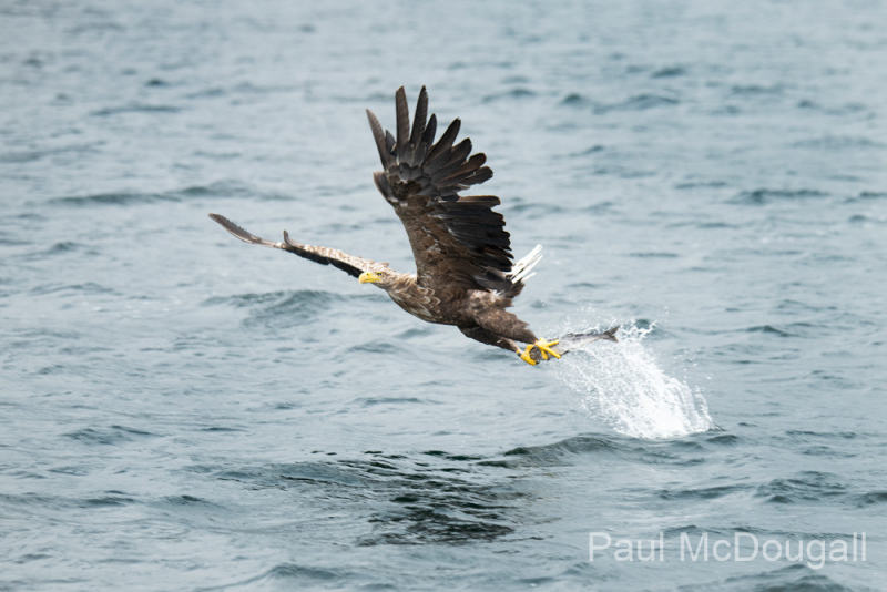 Wildlife Photography by Paul McDougall