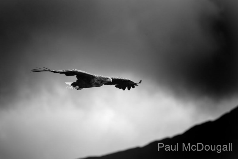 Wildlife Photography by Paul McDougall