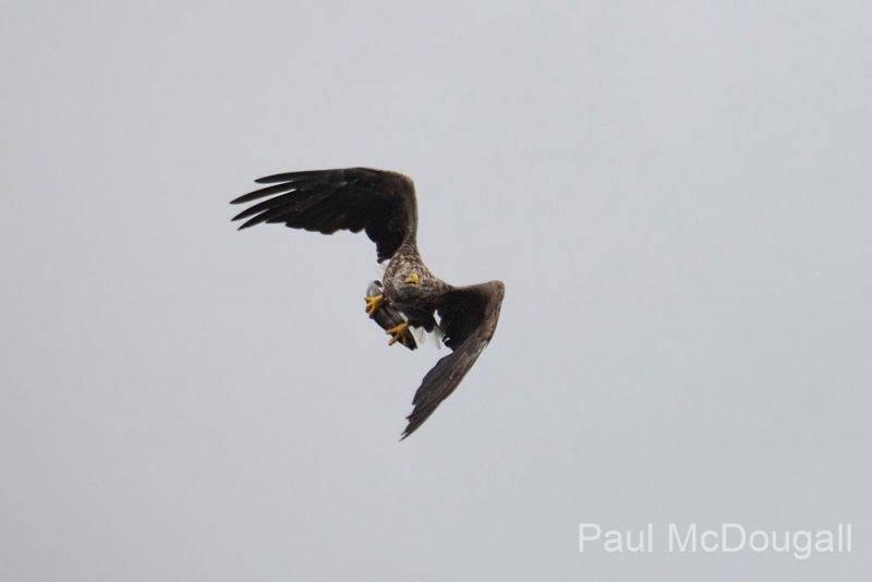 Wildlife Photography by Paul McDougall