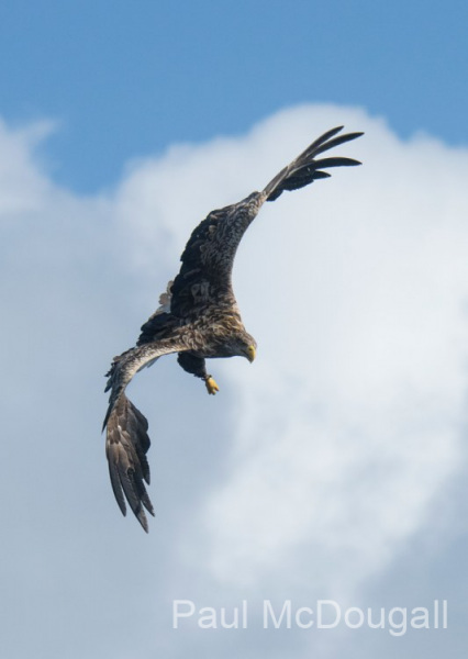 Wildlife Photography by Paul McDougall