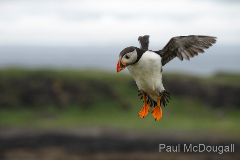 Wildlife Photography by Paul McDougall
