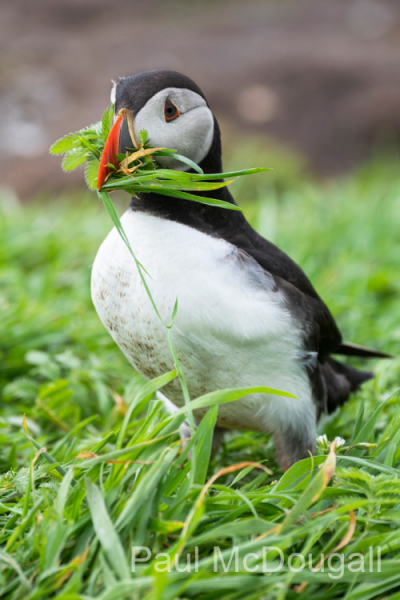Wildlife Photography by Paul McDougall