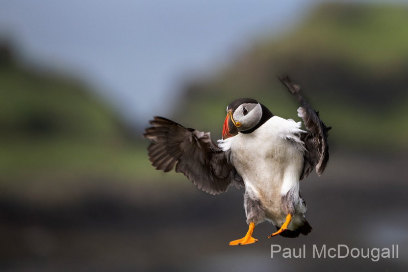 Wildlife Photography by Paul McDougall