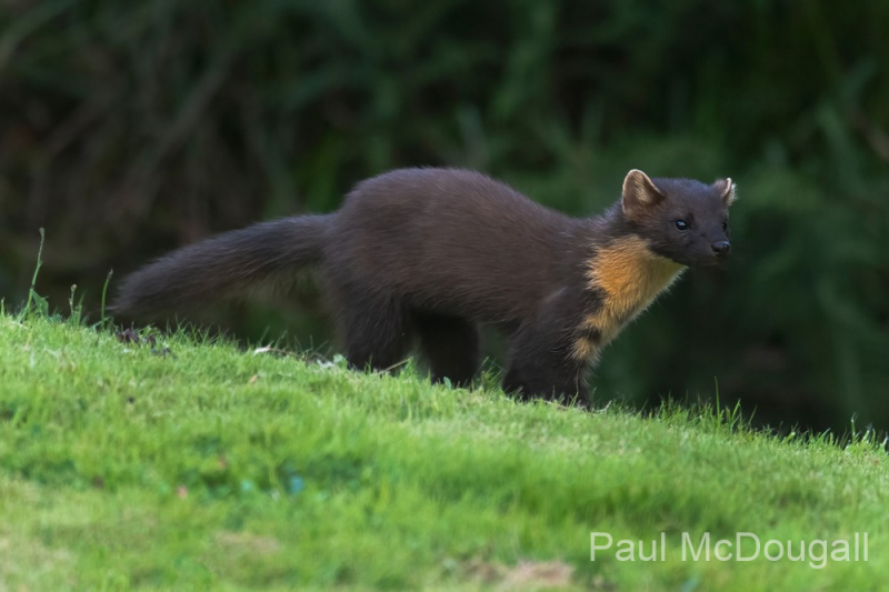 Wildlife Photography by Paul McDougall