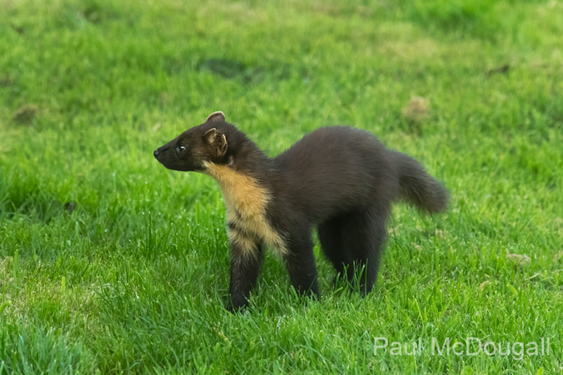 Wildlife Photography by Paul McDougall