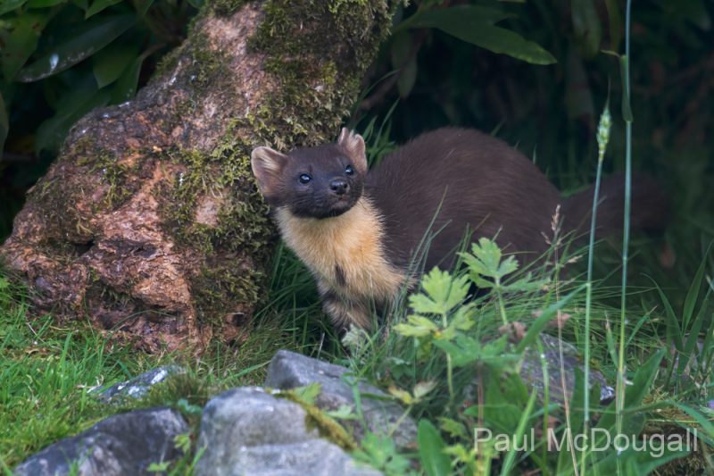 Wildlife Photography by Paul McDougall
