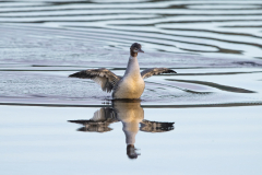 Wildlife Photography by Paul McDougall