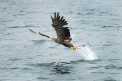 Wildlife Photography by Paul McDougall