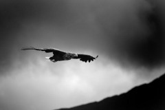 Wildlife Photography by Paul McDougall