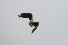 Wildlife Photography by Paul McDougall