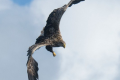 Wildlife Photography by Paul McDougall