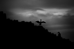 Wildlife Photography by Paul McDougall