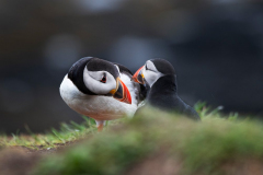 Wildlife Photography by Paul McDougall