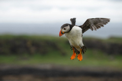 Wildlife Photography by Paul McDougall