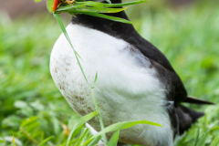 Wildlife Photography by Paul McDougall