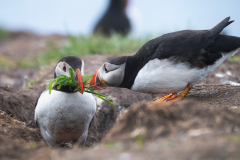 Wildlife Photography by Paul McDougall