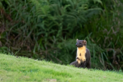 Wildlife Photography by Paul McDougall