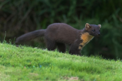 Wildlife Photography by Paul McDougall