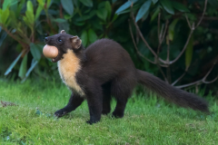 Wildlife Photography by Paul McDougall