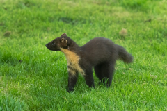 Wildlife Photography by Paul McDougall
