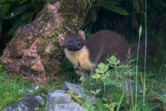 Wildlife Photography by Paul McDougall