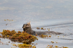 Wildlife Photography by Paul McDougall
