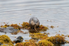 Wildlife Photography by Paul McDougall