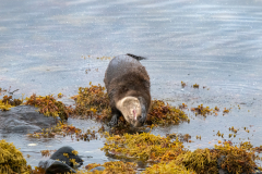 Wildlife Photography by Paul McDougall