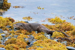 Wildlife Photography by Paul McDougall