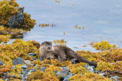 Wildlife Photography by Paul McDougall
