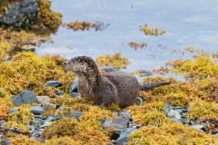 Wildlife Photography by Paul McDougall