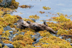 Wildlife Photography by Paul McDougall