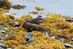 Wildlife Photography by Paul McDougall