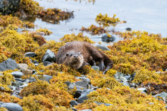 Wildlife Photography by Paul McDougall