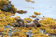 Wildlife Photography by Paul McDougall