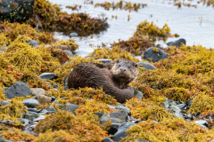 Wildlife Photography by Paul McDougall