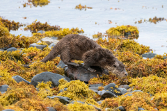 Wildlife Photography by Paul McDougall