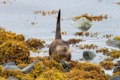Wildlife Photography by Paul McDougall