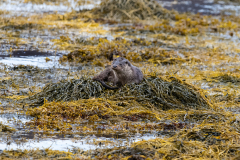 Wildlife Photography by Paul McDougall
