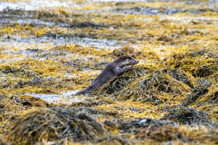 Wildlife Photography by Paul McDougall