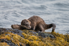 Wildlife Photography by Paul McDougall