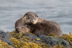 Wildlife Photography by Paul McDougall