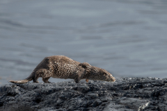 Wildlife Photography by Paul McDougall