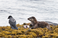 Wildlife Photography by Paul McDougall