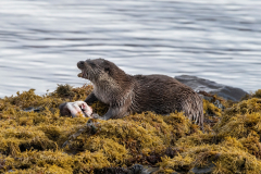 Wildlife Photography by Paul McDougall