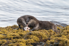 Wildlife Photography by Paul McDougall