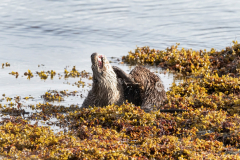 Wildlife Photography by Paul McDougall