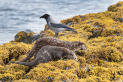 Wildlife Photography by Paul McDougall